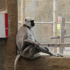 Langur