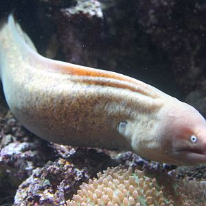 Moray Eel