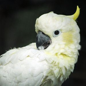 Jul. 2017 - Indonesian Rain Forest - Lesser Sulphur-crested Cockatoo