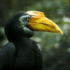 Jul. 2017 - Indonesian Rain Forest - Wrinkled Hornbill