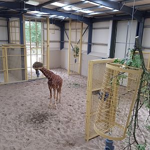 New 2017 Giraffe development (indoors)