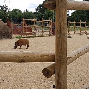 Red River Hog Enclosure