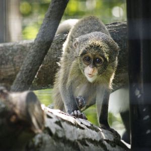 Jul. 2017 - African Journey - DeBrazza's Monkey Baby
