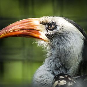 Jul. 2017 - African Journey - Red-billed Hornbill