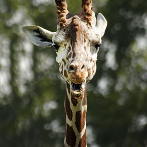 Jul. 2017 - African Journey - Reticulated Giraffe