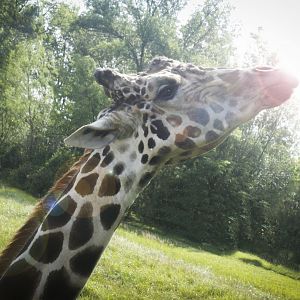 Jul. 2017 - African Journey - Reticulated Giraffe