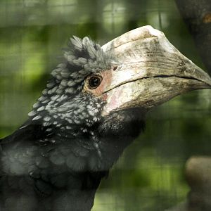 Jul. 2017 - African Journey - Silvery-cheeked Hornbill