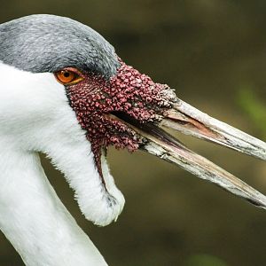 Jul. 2017 - African Journey - Wattled Crane