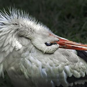 Jul. 2017 - African Journey - White Stork