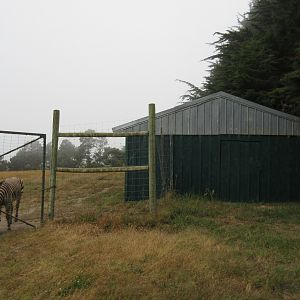 Hartmann's Mountain Zebra Exhibit - shrouded in fog