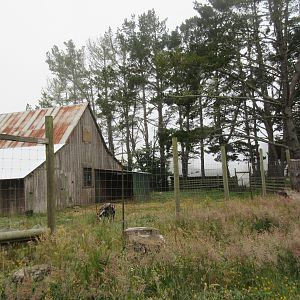 Domestic Goat Enclosure