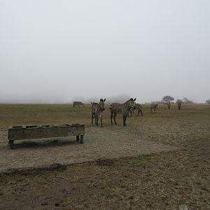 Hartmann's Mountain Zebra Exhibit - on a foggy day