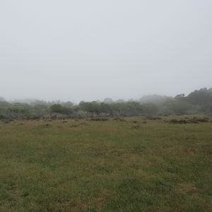 Greater Kudu Exhibit- on a foggy day