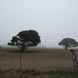 Grevy's Zebra Exhibit (with a single male Roan Antelope)- on a foggy day
