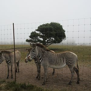 Grevy's Zebra Exhibit - on a foggy day