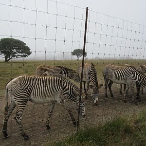 Grevy's Zebra Exhibit - on a foggy day