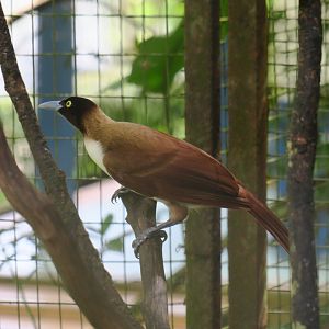 Greater bird-of-paradise (female)