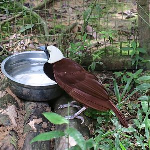 Greater bird-of-paradise (male)