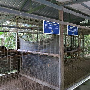 Asian palm civet enclosures