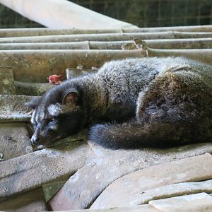 Asian palm civet