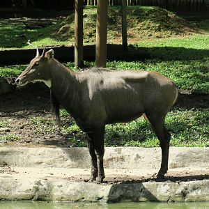 Nilgai