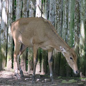 Nilgai