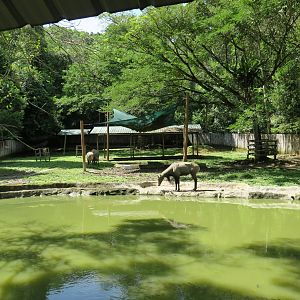 Nilgai exhibit