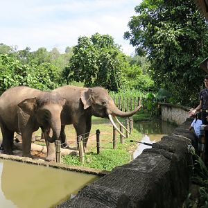 Bornean elephant