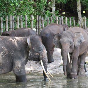 Bornean elephant