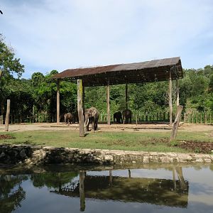 Bornean elephant exhibit