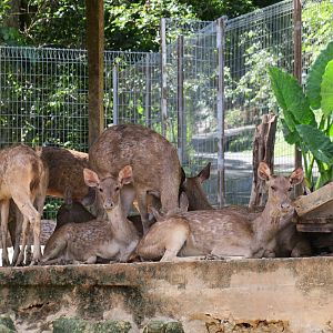 Sambar (R. u. brookei)