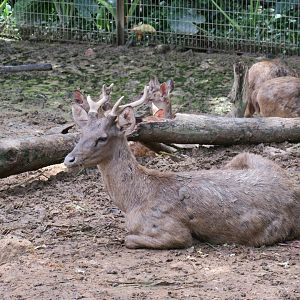 Sambar (R. u. brookei)