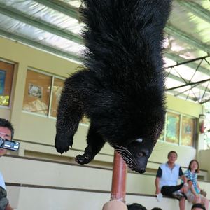 Animal show - Binturong