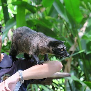 Animal show - Asian palm civet