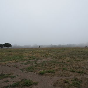 Roan Antelope Exhibit (visitors were allowed inside with zero barriers) - on a foggy day