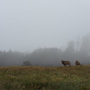 Roan Antelope Exhibit (visitors were allowed inside with zero barriers) - on a foggy day