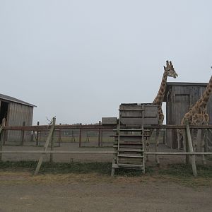Rothschild's Giraffe Exhibit (home to 5 young males) - on a foggy day