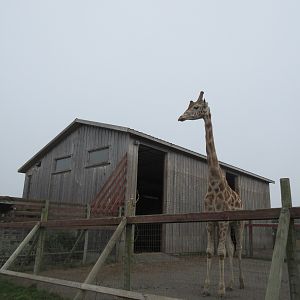 Rothschild's Giraffe Barn (home to 5 young males) - on a foggy day