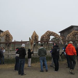 Rothschild's Giraffe Exhibit (home to 5 young males) - on a foggy day