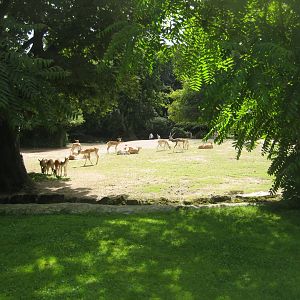 Tierpark Hagenbeck - Asian steppe