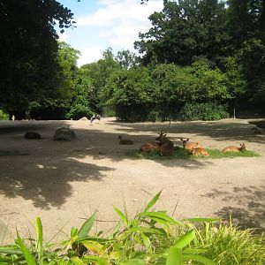 Tierpark Hagenbeck - Asian steppe