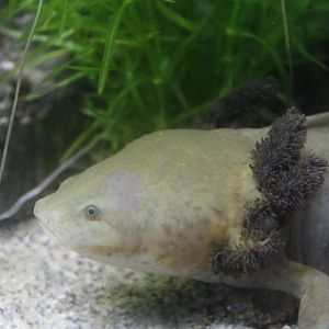 Lake Patzcuaro Salamander Chester Zoo 17th June 2017