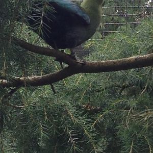 Black-Billed Turaco?