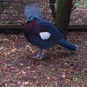Sclater's Crowned Pigeon