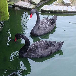 Black Swans