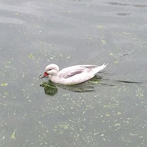 White-Cheeked Pintail