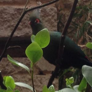 Schalow's Turaco