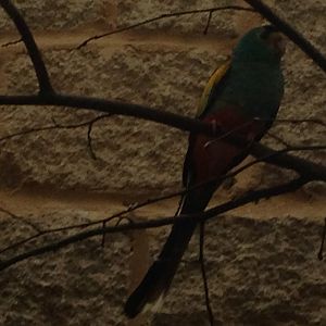 Golden-Shouldered Parrot? (ID?)