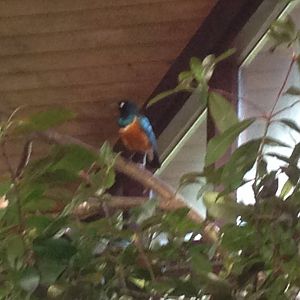 Superb Starling? (ID?)