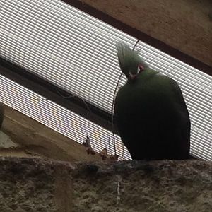 Buffon's Turacos???